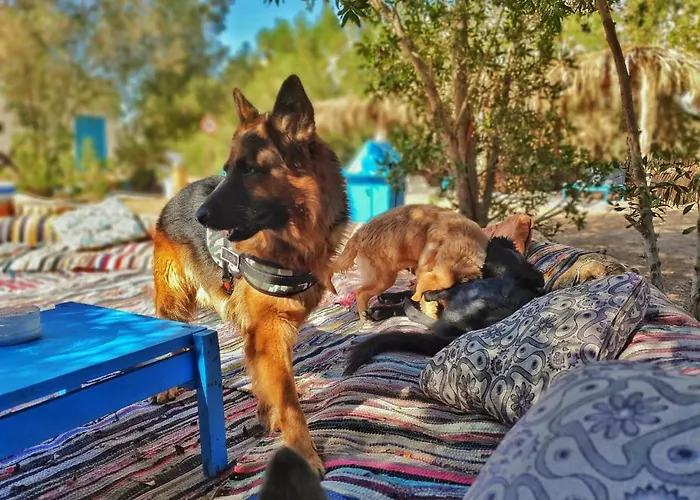 Camping Elrayga Camp